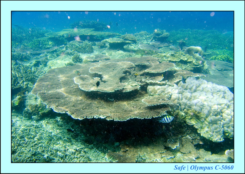 2008 - 07 - Redang - 026